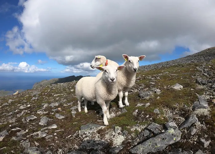 Walter Lofoten With Sauna * Kvalnes (Vestvagoy)